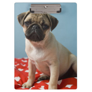 Pug puppy sitting on bed clipboard