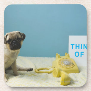 Pug puppy sitting on bed next to phone and coaster