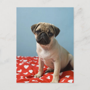 Pug puppy sitting on bed postcard