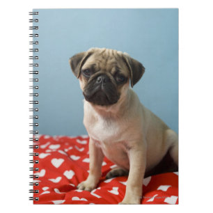 Pug puppy sitting on bed spiral notebook