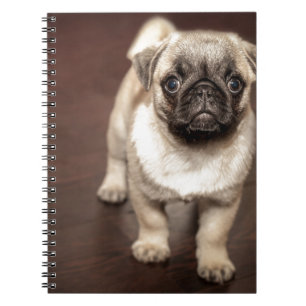Pug Puppy Spiral Notebook