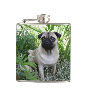 pug sitting hip flask