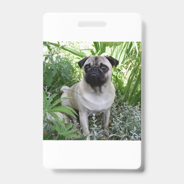pug sitting ID badge (Front)