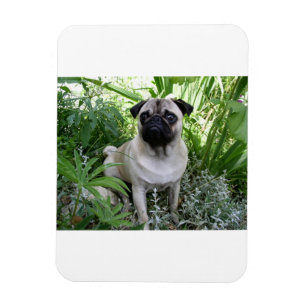 pug sitting magnet
