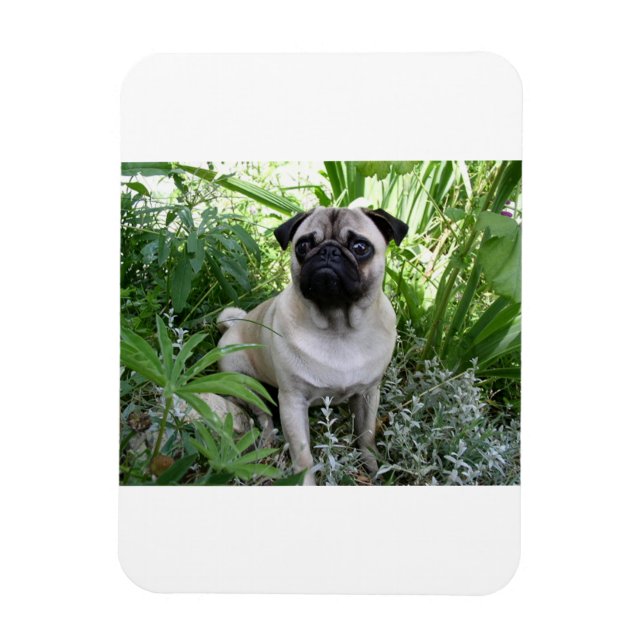 pug sitting magnet (Vertical)