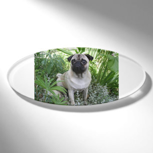 pug sitting name tag