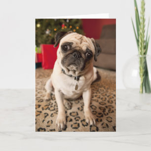 Pug sitting on carpet, Christmas tree Holiday Card