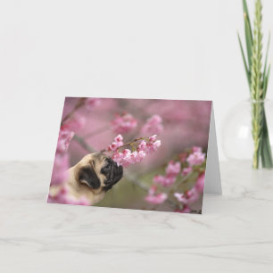 Pug Smelling Cherry Blossoms Card