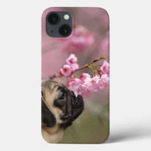 Pug Smelling Cherry Blossoms iPhone 13 Case