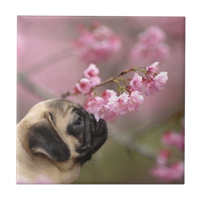 Pug Smelling Cherry Blossoms Tile (Front)