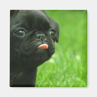 Pug Square Magnet