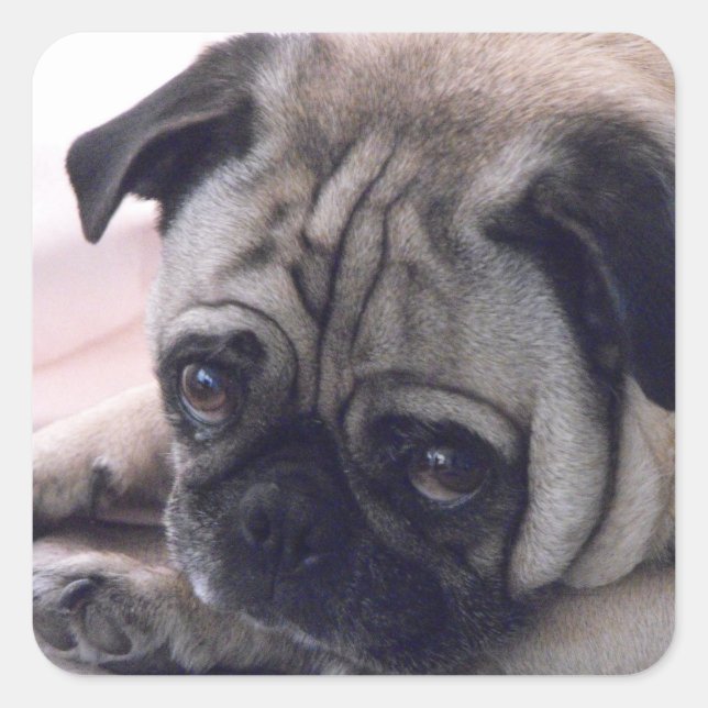 pug stickers (Front)