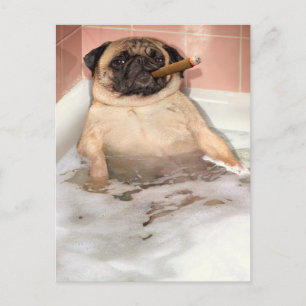 Pug Taking Bubble Bath Invitation Postcard