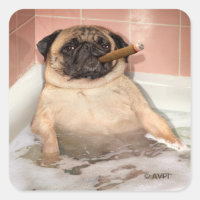 Pug Taking Bubble Bath