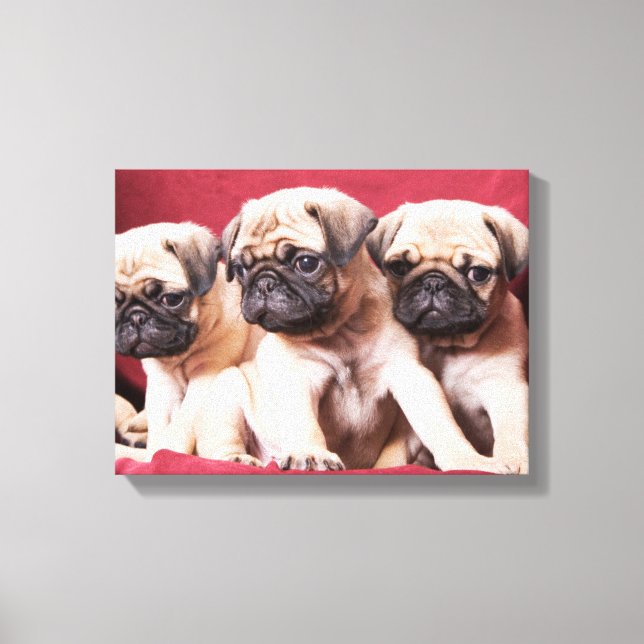 Pug Triplets Canvas Print (Front)
