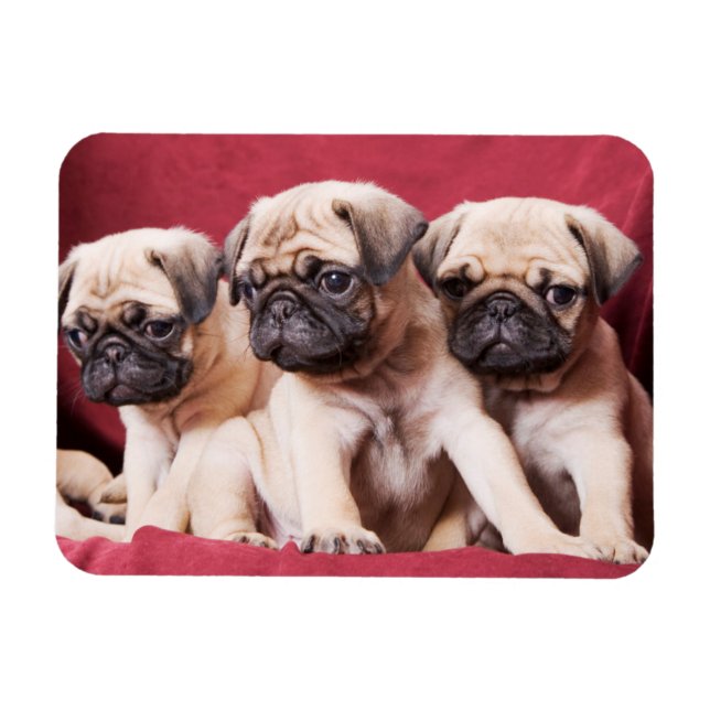 Pug Triplets Magnet (Horizontal)