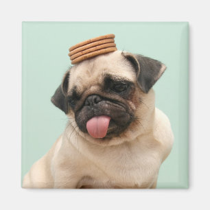 Pug Wants Treats Magnet