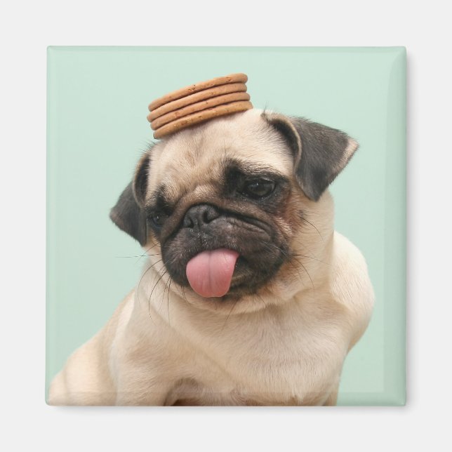Pug Wants Treats Magnet (Front)