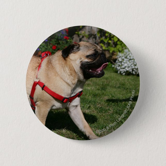 Pug Wearing Red Harness 6 Cm Round Badge (Front)