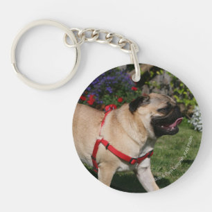 Pug Wearing Red Harness Key Ring