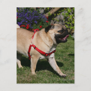 Pug Wearing Red Harness Postcard
