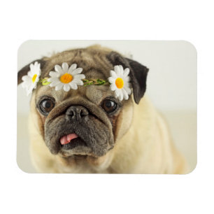 Pug with Daisy Crown Magnet