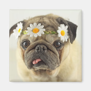 Pug with Daisy Crown Magnet