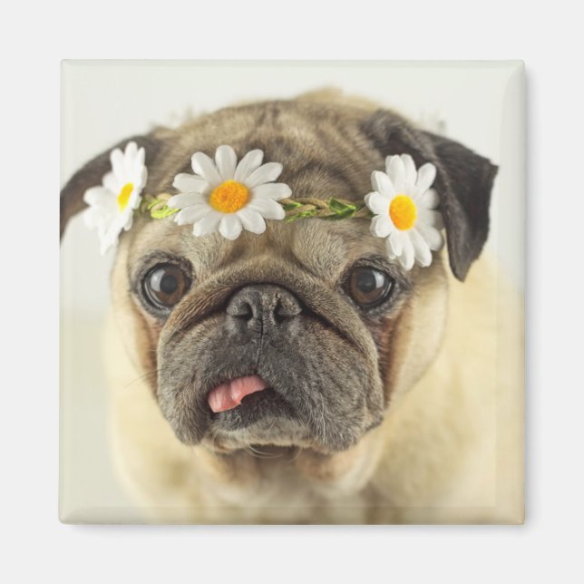 Pug with Daisy Crown Magnet (Front)