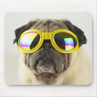 Pug with Goggles