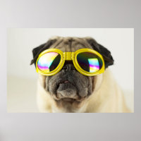 Pug with Goggles