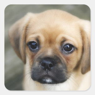 Pugalier Puppy Looking at Camera Square Sticker