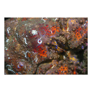 Puget Sound King Crab Photo Enlargement Print