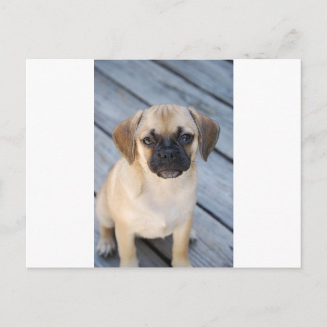 Puggle Postcard (Front)