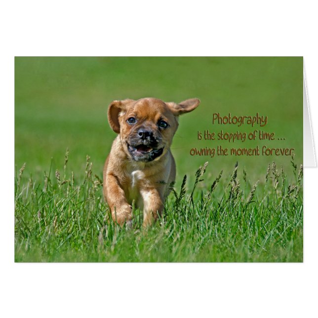 Puggle Pup (Front Horizontal)