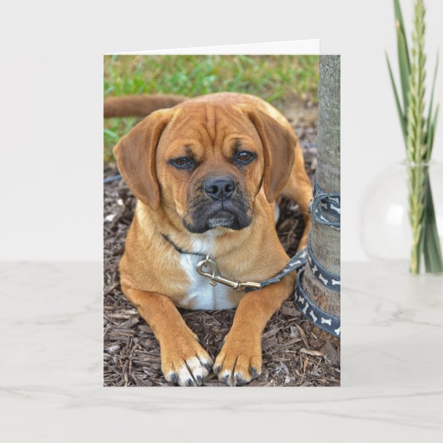 Puggle Pup Card (Front)