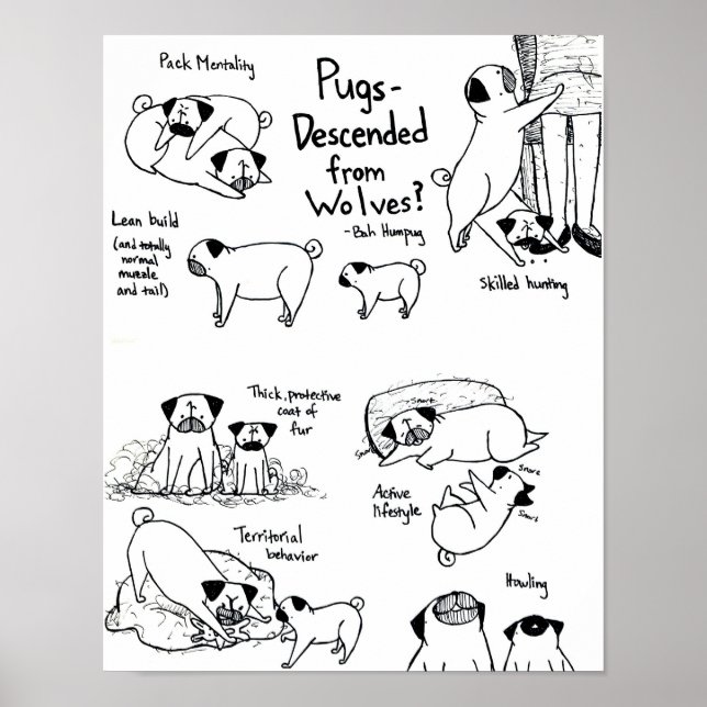 Pugs Descended From Wolves? Poster (Front)