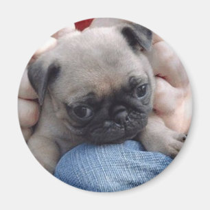 Pugs Magnet