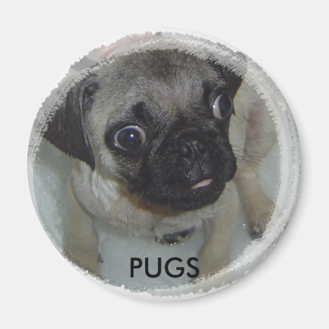 Pugs magnet (Front)