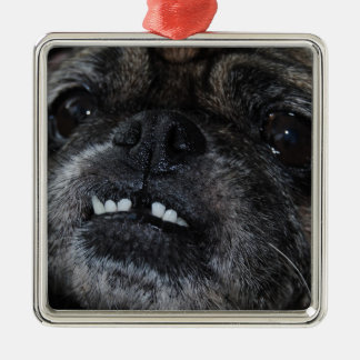 Pugs Pearly White Teeth Ornament