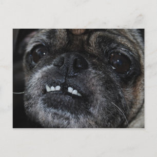 Pugs Pearly White Teeth Postcard