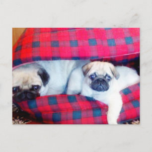 Pugs postcard