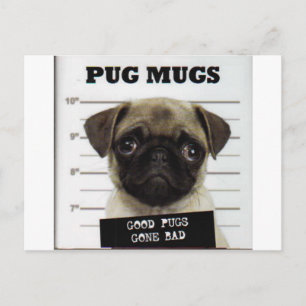 Pugs Postcard