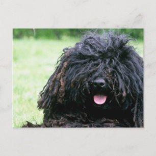 Puli Dog  Postcard