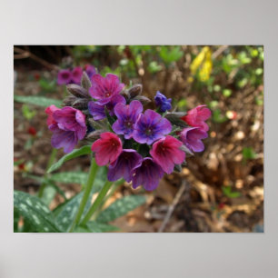 pulmonaria raspberry splash print
