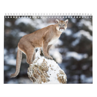 Puma Calendar Cougar Calendar Calendar