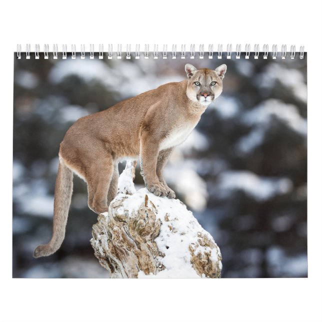 Puma Calendar Cougar Calendar Calendar (Cover)