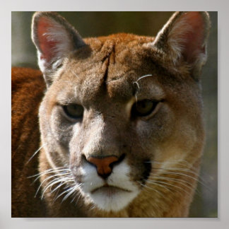 Puma Cat Poster