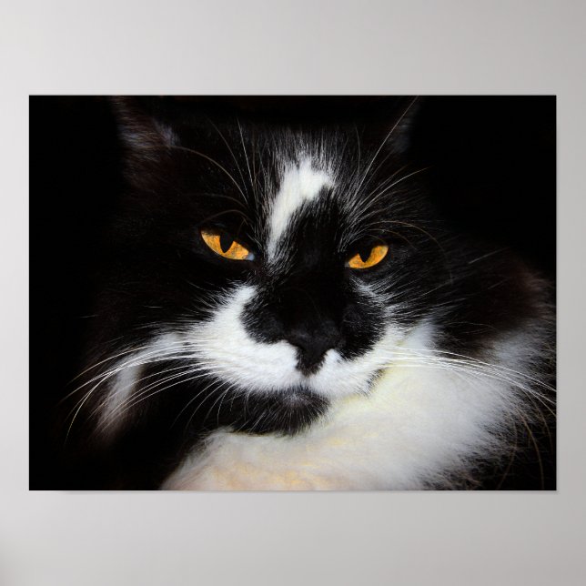 Puma Cat Poster (Front)