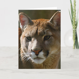 Puma Cats Greeting Card