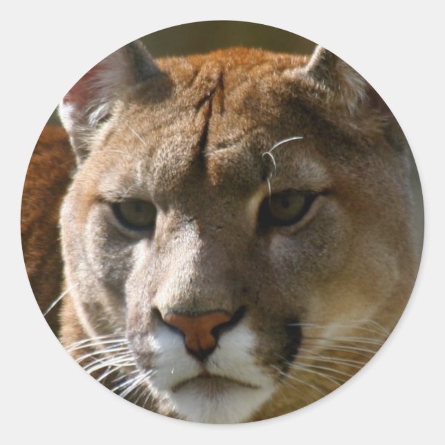 Puma Cats Stickers (Front)